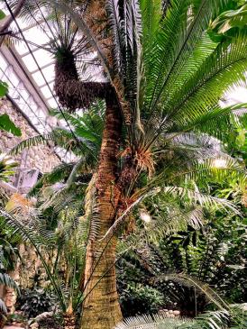 Lunds universitet har en längre tid haft ett behov av ett större Palmhus, framförallt på grund av att kottepalmerna vuxit ända upp i taket. Palmerna planterades redan på 1860-talet och är av den utrotningshotade arten cycas zeylanicari.