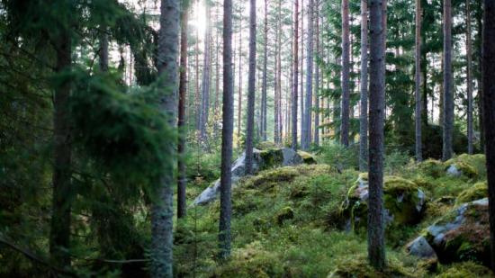 Bland skog, berg och sjöar ska ett nytt bostadsområde växa fram.