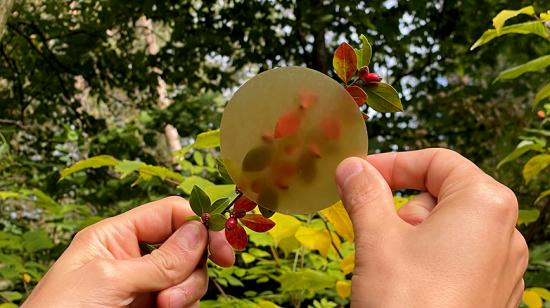 KTH-forskare har utvecklat träbaserad plast som skulle kunna användas till heminredning och byggmaterial.