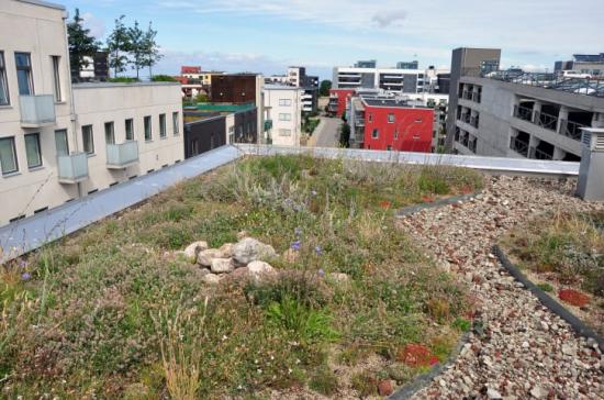 Vegetation på tak, s.k. gröna tak, är ett sätt att hantera dagvatten direkt där det faller, samtidigt som man kan få andra ekosystemtjänster såsom biologisk mångfald.